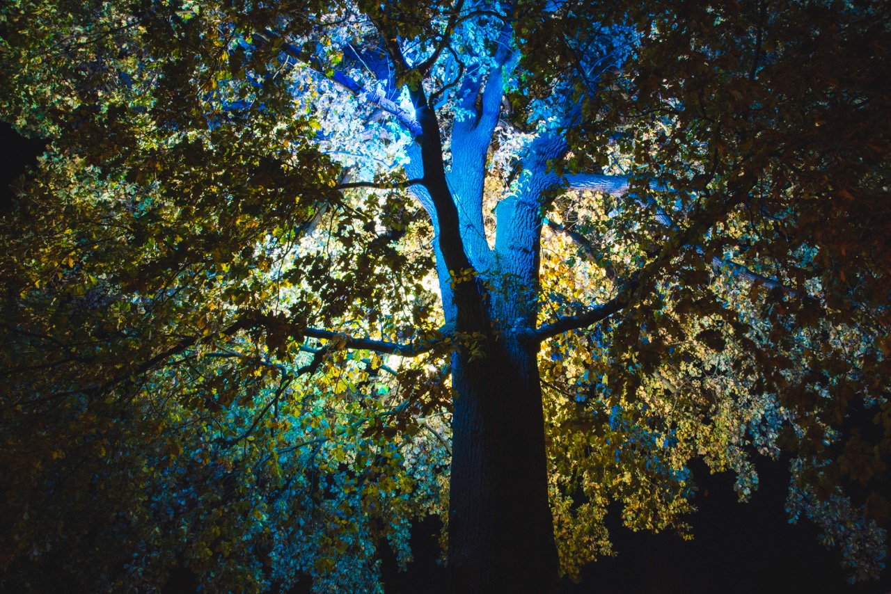 Baum für Werenzhain